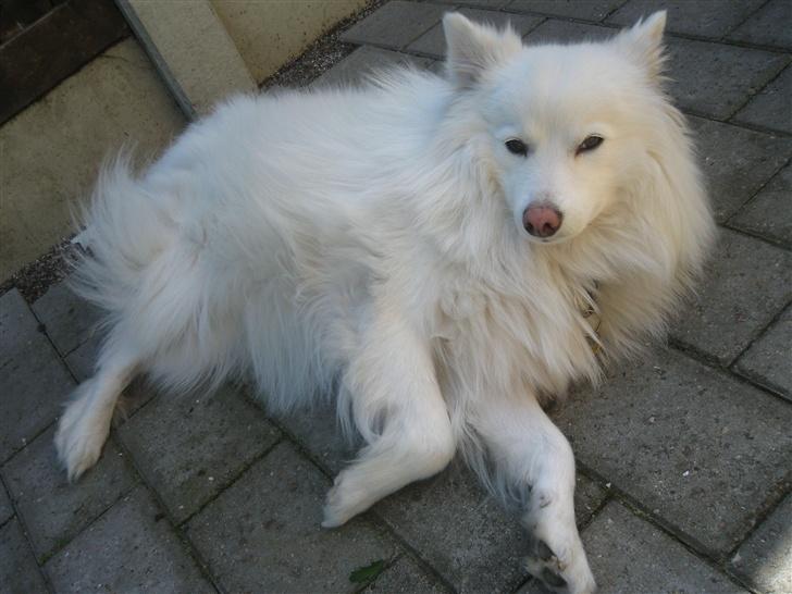 Japansk spids Bølle billede 3