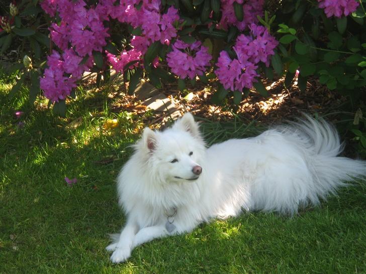 Japansk spids Bølle billede 4