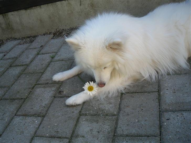 Japansk spids Bølle billede 5