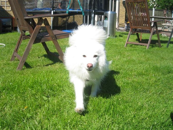 Japansk spids Bølle billede 6