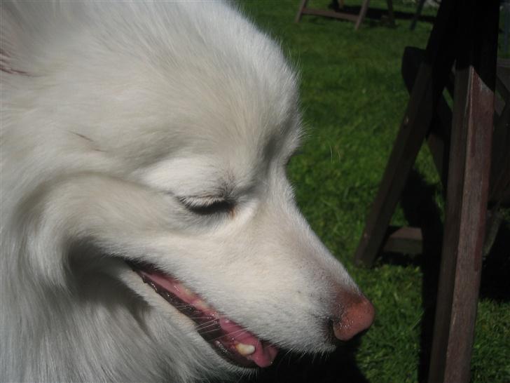 Japansk spids Bølle billede 7