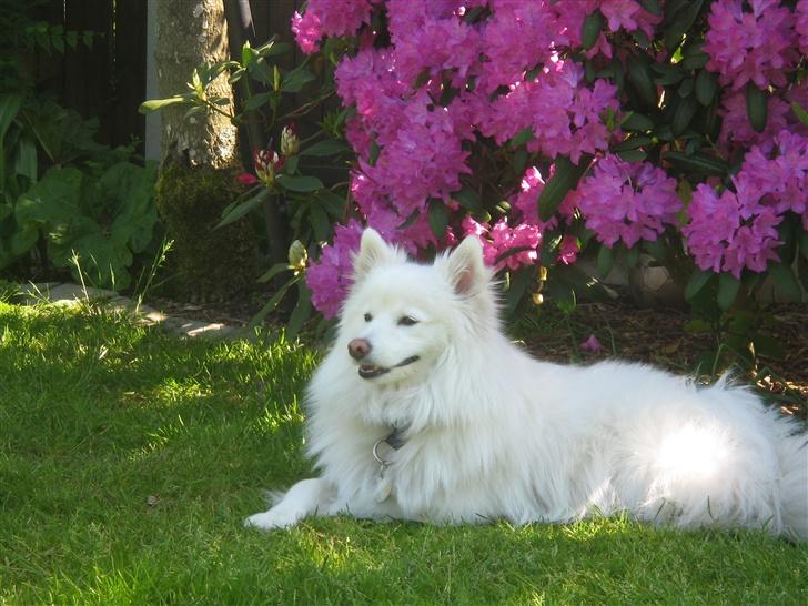 Japansk spids Bølle billede 8