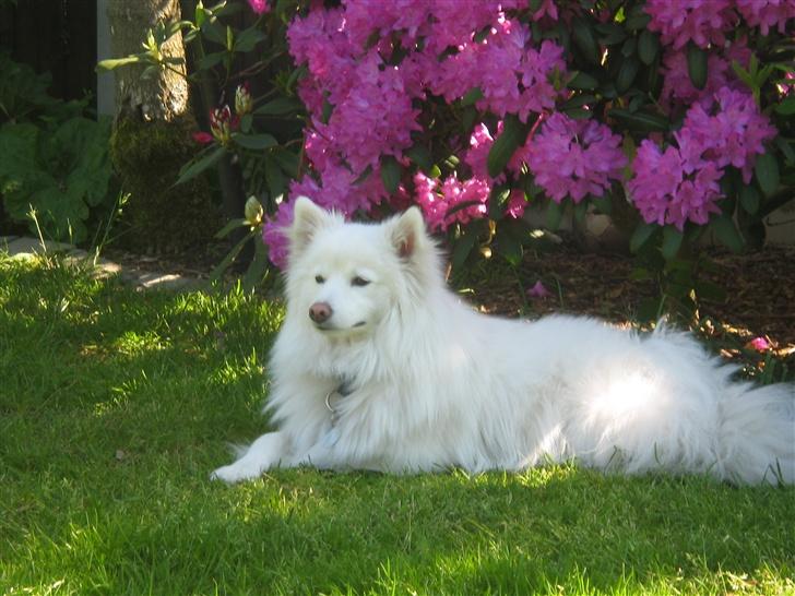 Japansk spids Bølle billede 9