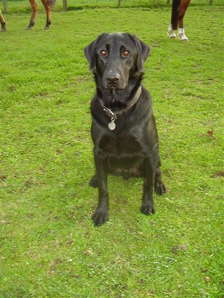 Blanding af racer Rex billede 1