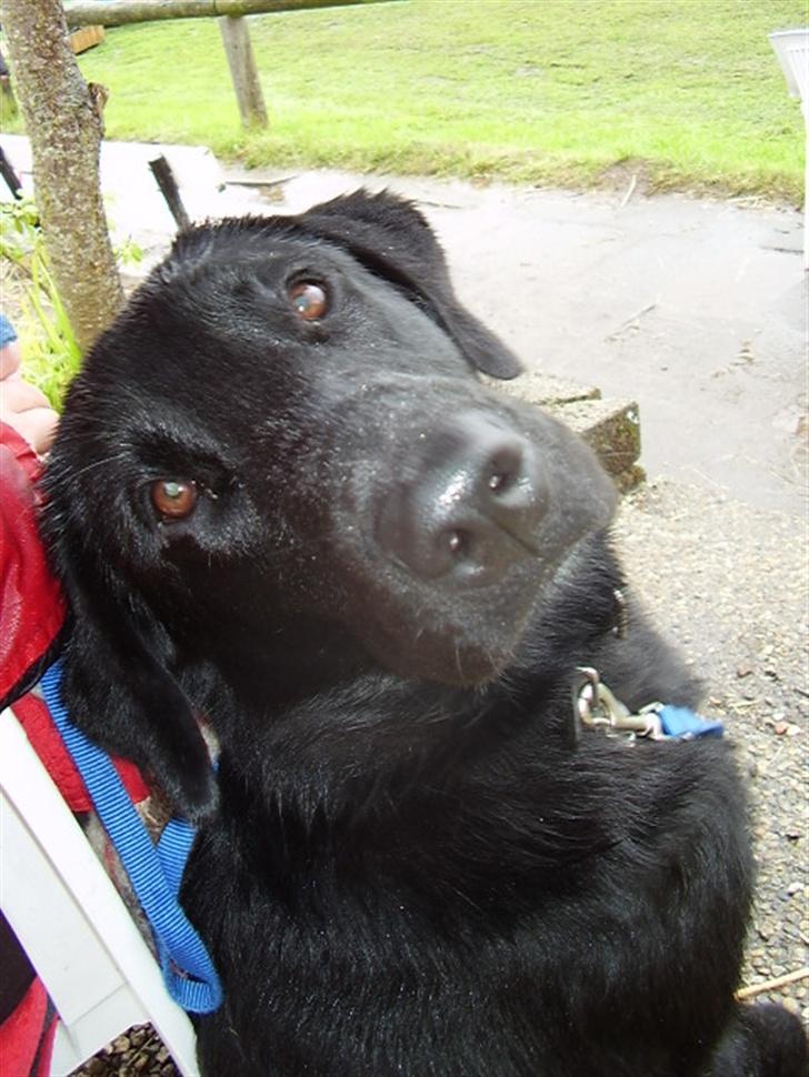 Blanding af racer Rex billede 2