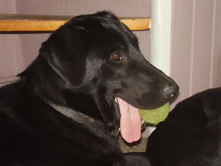 Blanding af racer Rex billede 3