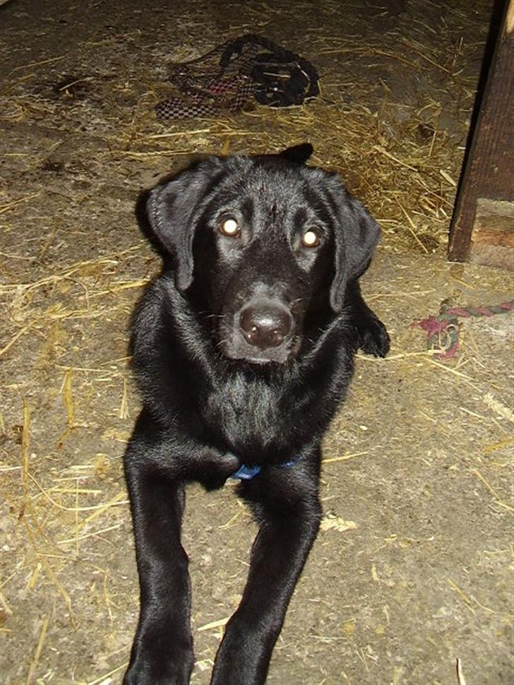 Blanding af racer Rex billede 4