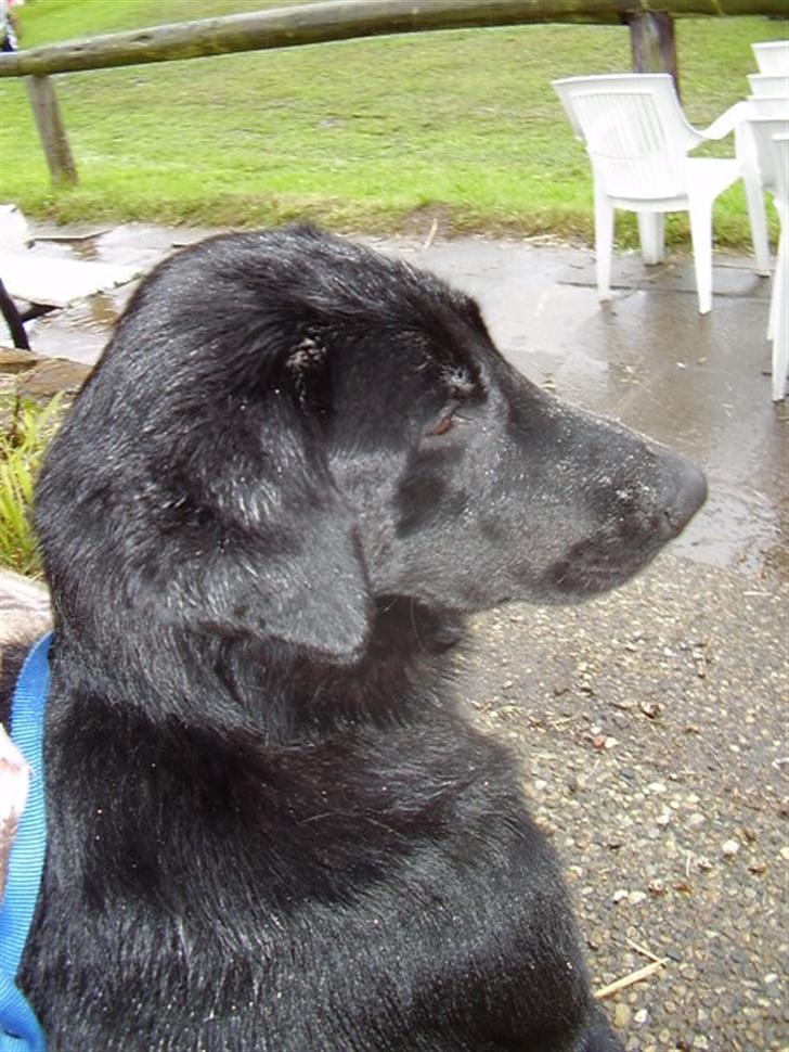 Blanding af racer Rex billede 5