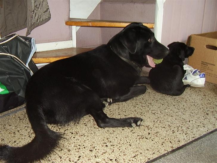 Blanding af racer Rex billede 6