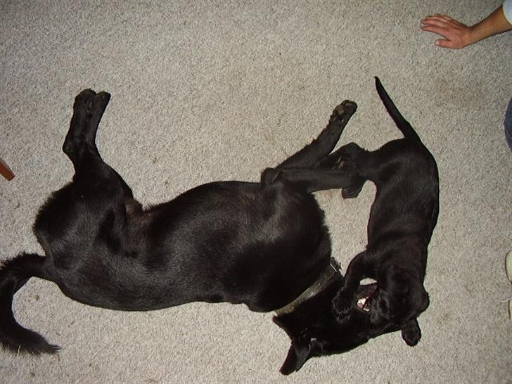 Blanding af racer Rex billede 7