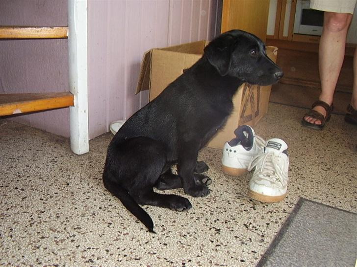 Blanding af racer Chessie billede 1