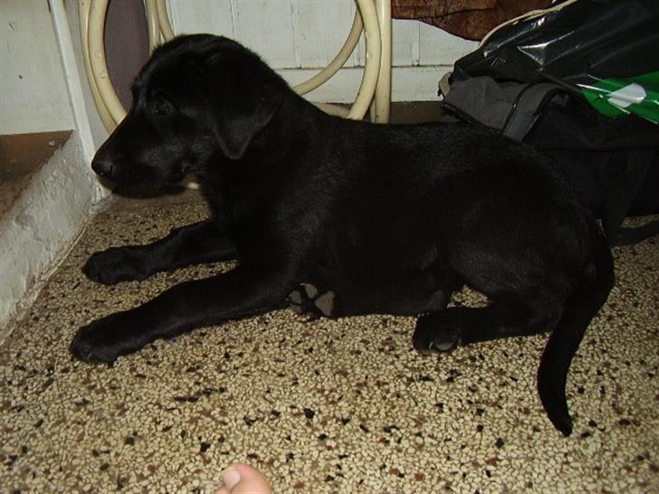 Blanding af racer Chessie billede 2