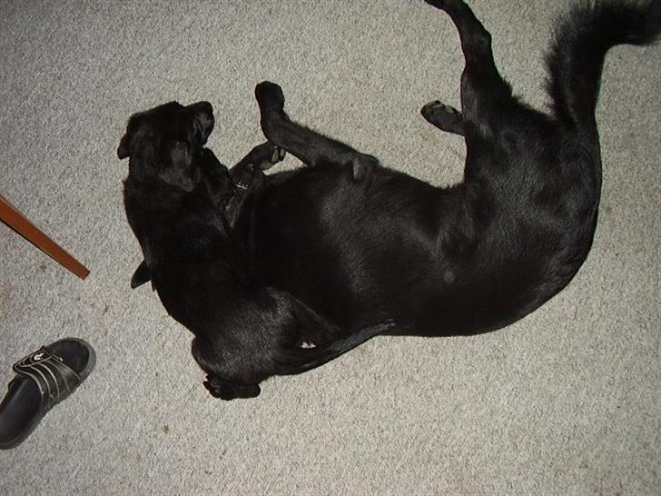 Blanding af racer Chessie billede 3