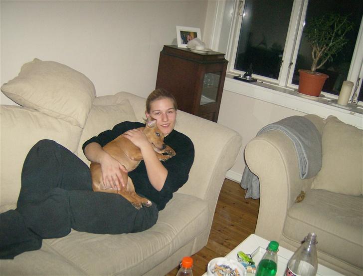 Staffordshire bull terrier Chianti billede 10