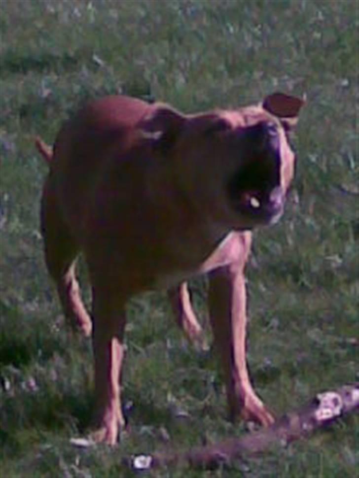 Staffordshire bull terrier Chianti billede 11