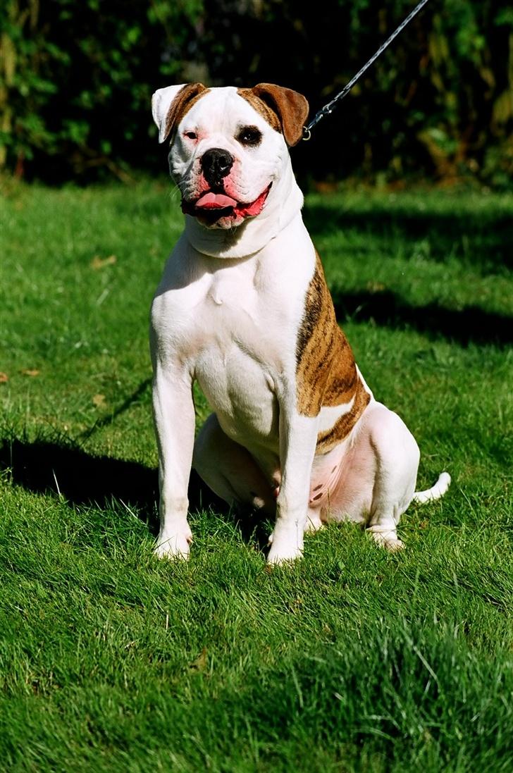 Amerikansk bulldog Østergaards Navy Tank - Taget af Danskhundefoto.dk billede 8