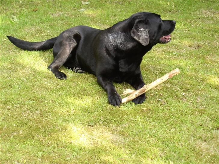 Labrador retriever Rico - hehe.. han havde gnubbet sig op ad plankeværket, da det skulle males, derfor det hvide på hans øre og hals :-p  billede 1