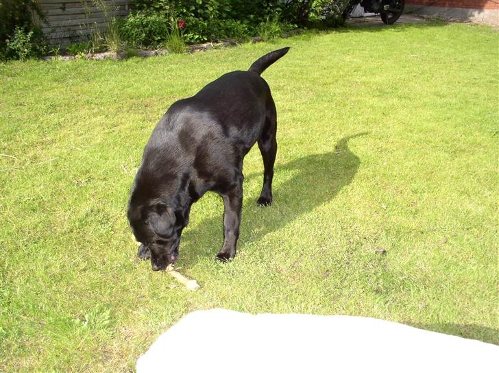 Labrador retriever Rico - huh?? En pind, den skal bides i stykker! billede 2