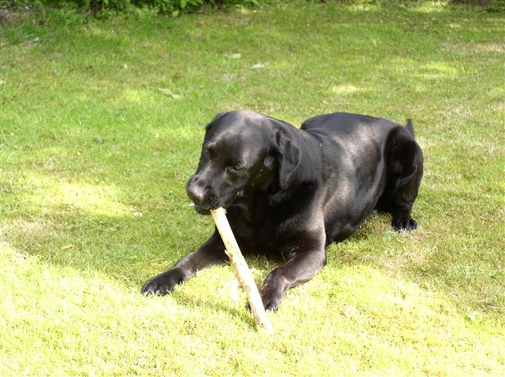 Labrador retriever Rico - gnaske gnaske! billede 3