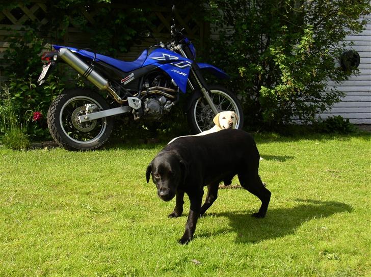 Labrador retriever Rico billede 4