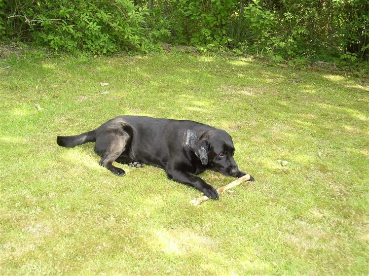 Labrador retriever Rico billede 5