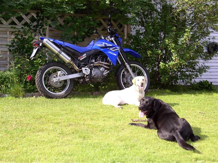 Labrador retriever Rico - støn savle savle støn støn :-p billede 6