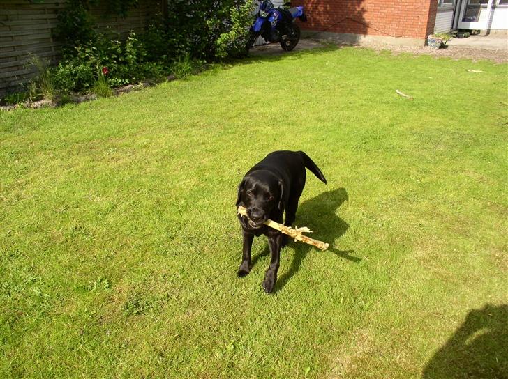 Labrador retriever Rico - Rico og hans pind :-) billede 7