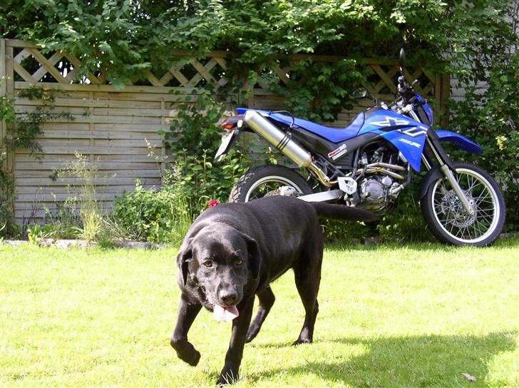 Labrador retriever Rico - Grrr.. stor og farlig hund.. billede 8