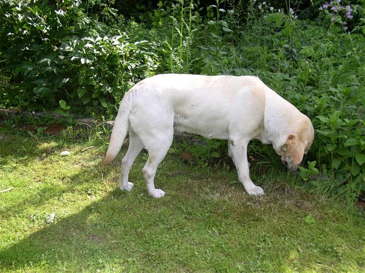 Labrador retriever Rico - min søster og svorgers labs, tilde på 4 år! Begge hundene spiser en frygtelig masse græs, og jeg har ingen ide hvorfor?? Det er ihvertfald ikke fordi de ikke får noget at spise! billede 9