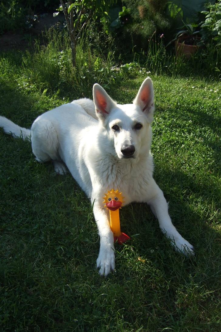 Hvid schæfer Kida *himmelhund* - Jeg er såååå glad for min kylling billede 10