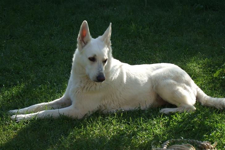 Hvid schæfer Kida *himmelhund* billede 11