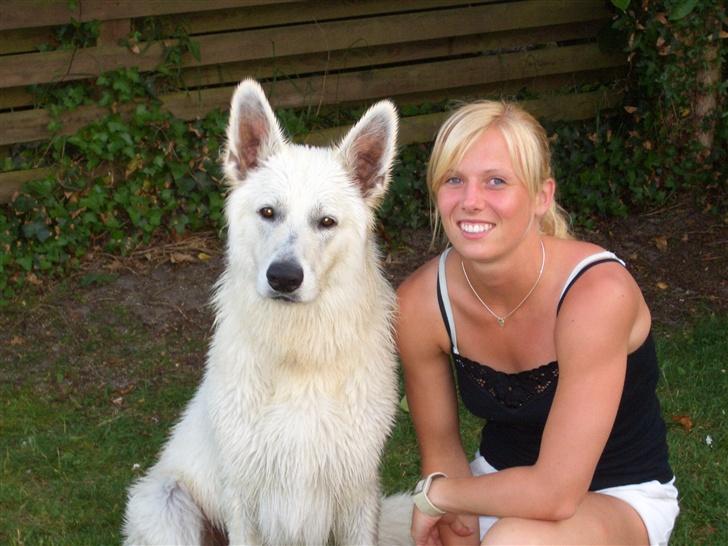 Hvid schæfer Brutus - Her har jeg været i havet. billede 9