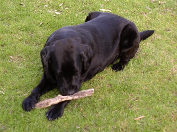 Labrador retriever Rico - Gumle ZZzzz.. gumle.. Zzzz.. billede 10