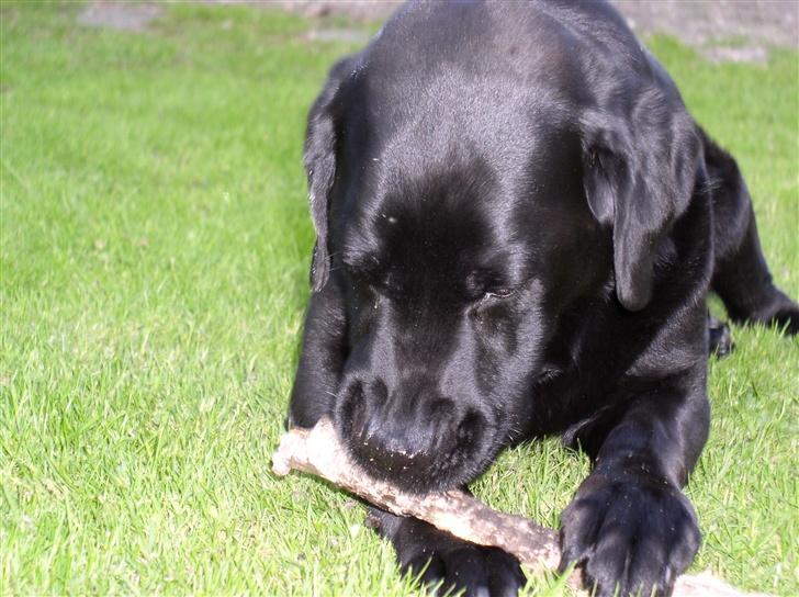 Labrador retriever Rico billede 11