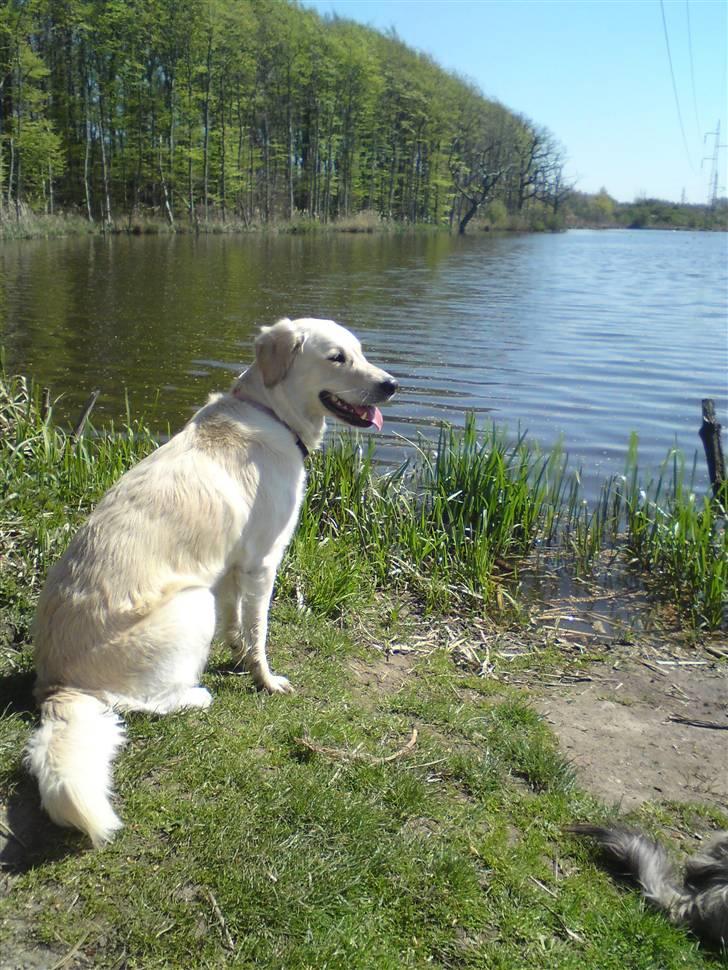 Golden retriever Malou - MÅ JEG IKKE NOK GÅ I VANDET IGEN? billede 4