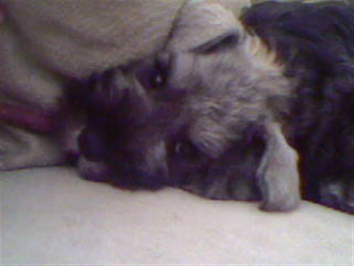 Dvaergschnauzer Olfert billede 9