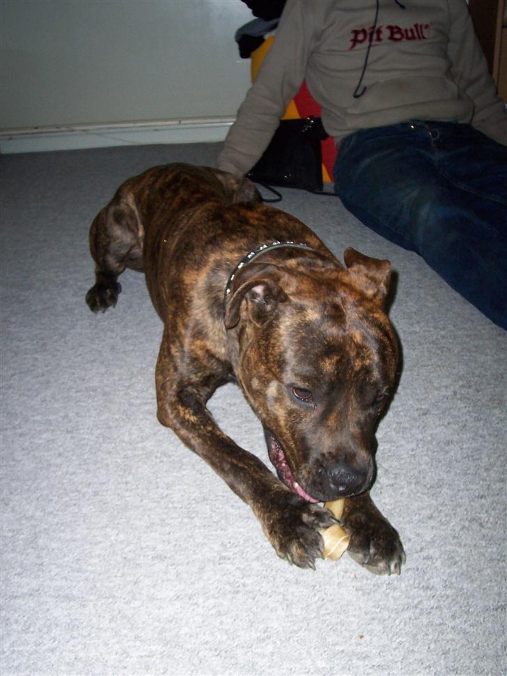 Blanding af racer chico billede 2