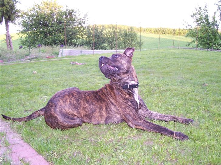 Blanding af racer chico billede 4