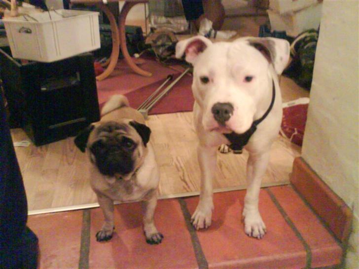 Amerikansk staffordshire terrier Chico - Frankie og Chico billede 17