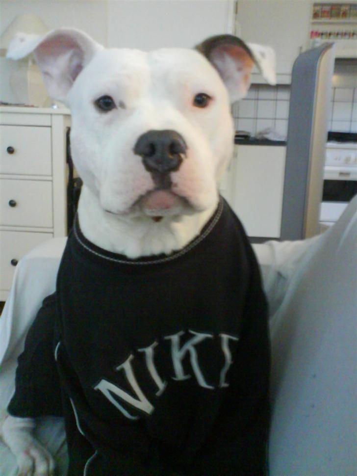 Amerikansk staffordshire terrier Chico billede 18