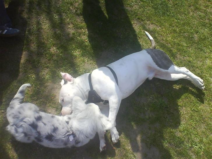 Amerikansk staffordshire terrier Chico - kys kys billede 19