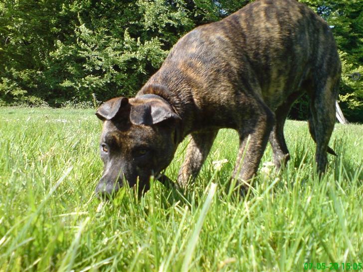 Amerikansk staffordshire terrier Lacey billede 4