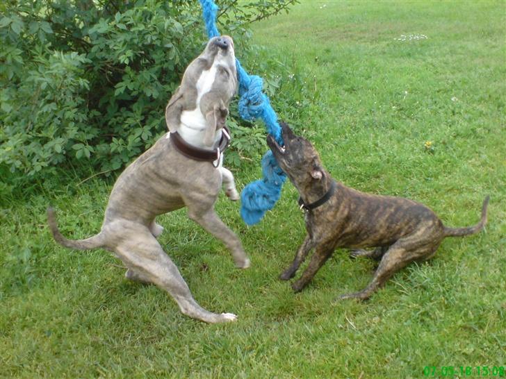 Amerikansk staffordshire terrier Lacey billede 6