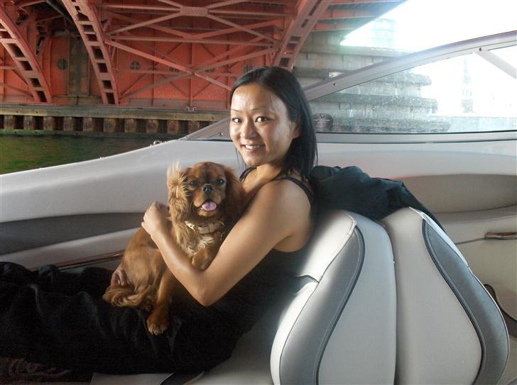 Cavalier king charles spaniel Lotus billede 15