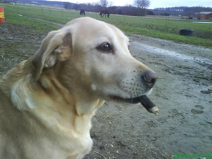 Labrador retriever Richo  R.I.P 2009  - Hej og velkommen til min profil..!  billede 1