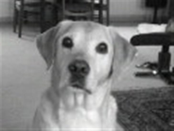 Labrador retriever Richo  R.I.P 2009  - Lækker det er jeg da...  billede 2