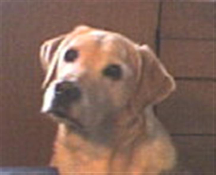Labrador retriever Richo  R.I.P 2009  - Er jeg ikk bare sød?!  billede 3