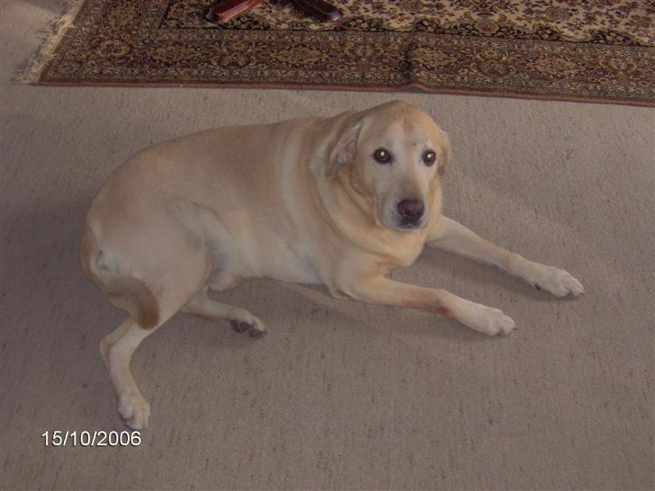 Labrador retriever Richo  R.I.P 2009  - Ligger lige og slapper lidt af!!  billede 4