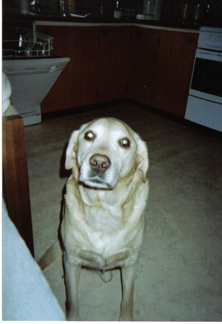 Labrador retriever Richo  R.I.P 2009  - Jaja nu kigger jeg!  billede 5
