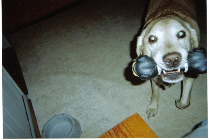Labrador retriever Richo  R.I.P 2009  - Mig med mit legetøj...  billede 6